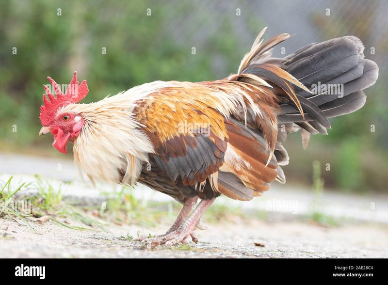 Best chicken road oficial in Spain