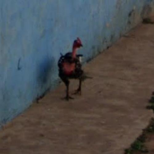 Descubre el Juego de Azar más Emocionante de Chicken Road en España in Spain